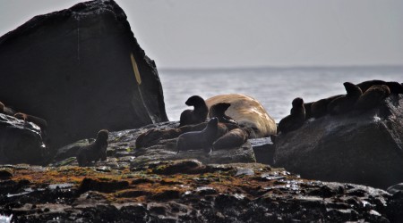 Refgio de Vida Silvestre da Ilha dos Lobos 