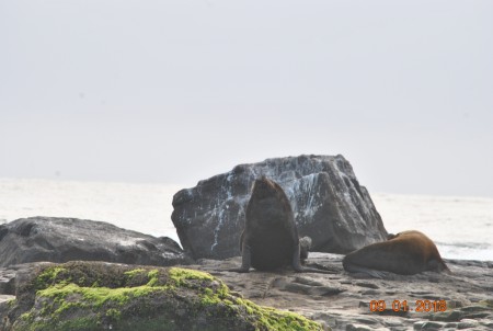 Refgio de Vida Silvestre da Ilha dos Lobos 