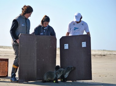 Trs lobos marinhos so devolvidos ao seu habitat pelo CRAM e Projeto Pinpedes do Sul