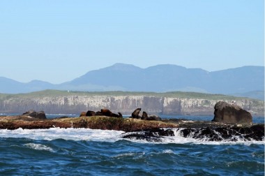 Projeto Pinpedes do Sul realiza monitoramentos simultneos no Molhe Leste e na Ilha dos Lobos 