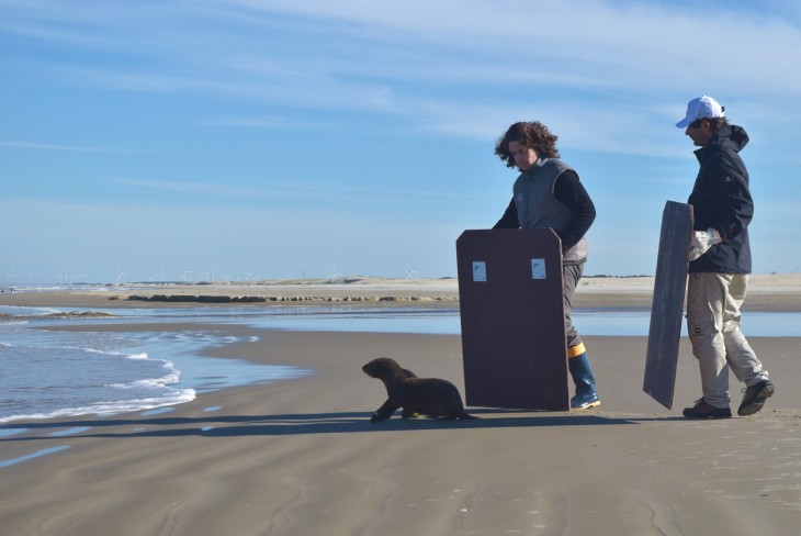 Soltura de lobo marinho marca temporada de pinpedes no litoral gacho