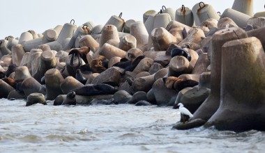 Fim do veraneio marca retorno dos pinpedes na costa do Rio Grande do Sul