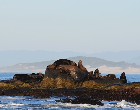 Refgio de Vida Silvestre da Ilha dos Lobos 