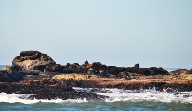 Monitoramento aponta para nmero recorde de Pinpedes na Ilha dos Lobos