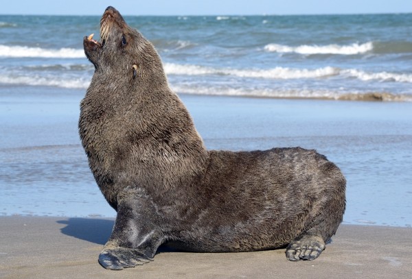 Lobo Marinho do Sul