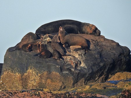 Refgio de Vida Silvestre da Ilha dos Lobos 