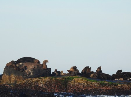 Refgio de Vida Silvestre da Ilha dos Lobos 