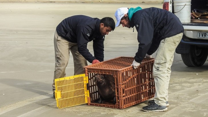 Projeto Pinpedes do Sul realiza soltura de dois lobos-marinhos reabilitados  