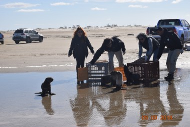 Projeto Pinpedes do Sul e CRAM realizaro soltura de animais marinhos reabilitados