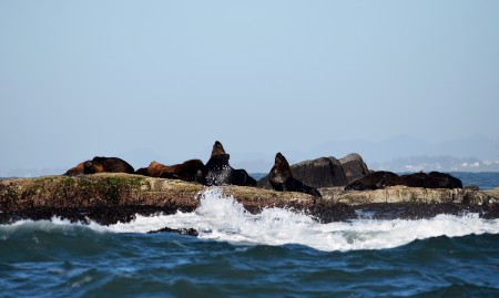 Refgio de Vida Silvestre da Ilha dos Lobos 