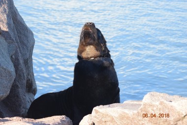 Projeto Pinpedes do Sul relata impactos causados por resduos plsticos nos lees e lobos-marinhos do sul 