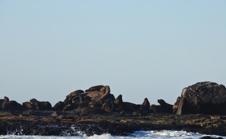 Refgio de Vida Silvestre da Ilha dos Lobos 