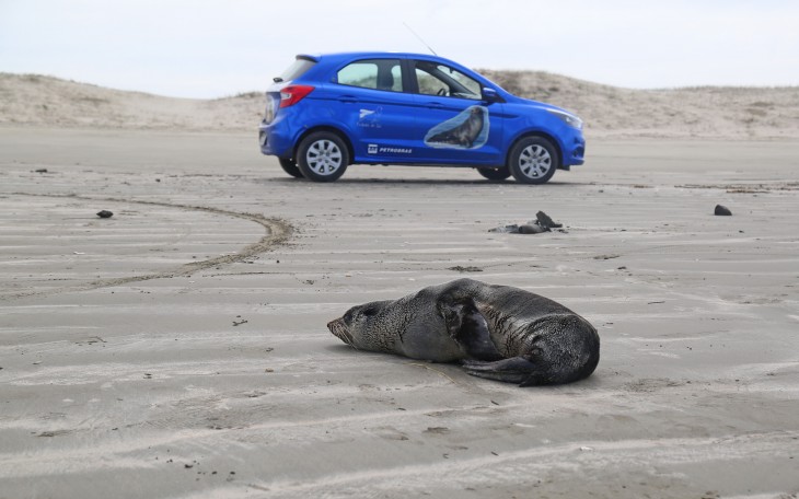 Dois lobos marinhos do peito branco so registrados pelo Projeto Pinpedes do Sul