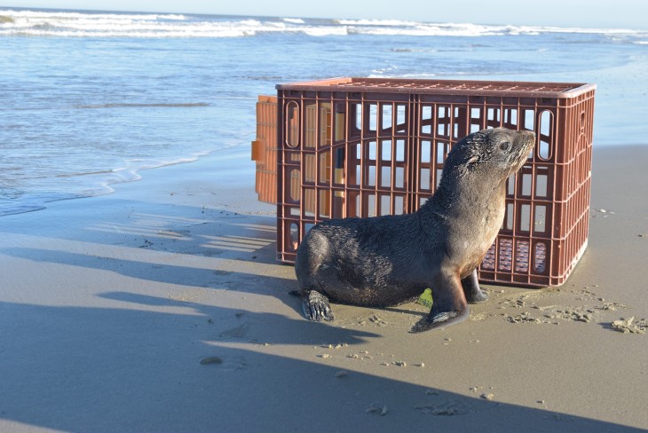 Soltura de lobo marinho marca temporada de pinpedes no litoral gacho