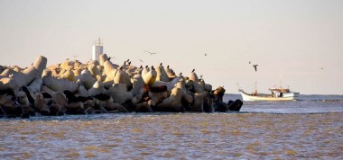 Projeto Pinpedes do Sul monitora lees e lobos-marinhos do Sul 