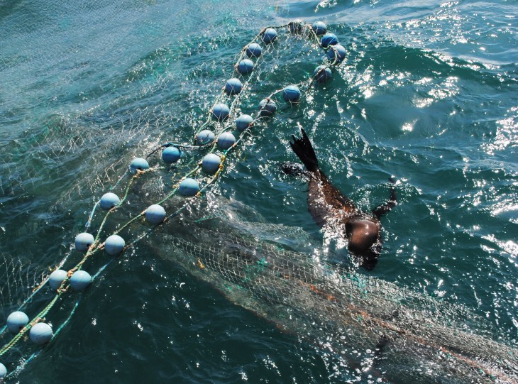 Projeto Pinpedes do Sul realiza embarque para monitorar interaes de animais marinhos com pesca de arrasto