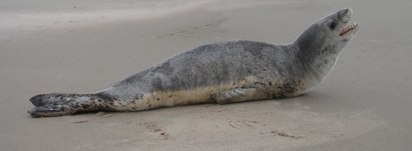 Foca Leopardo