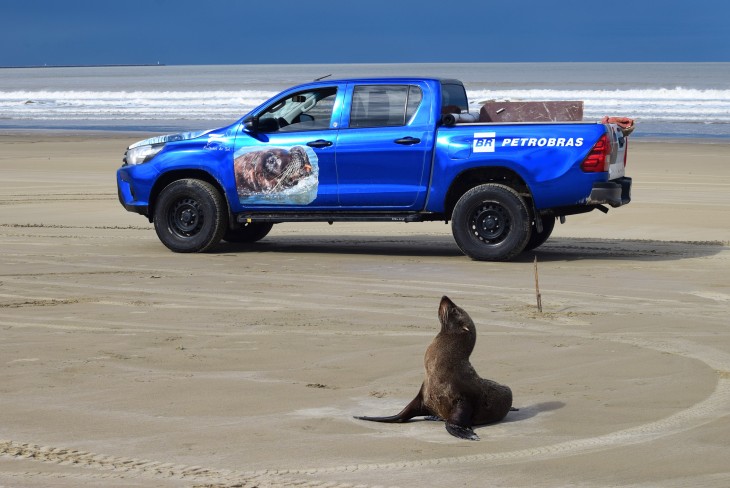 Projeto Pinpedes do Sul realiza marcao e reintroduo responsvel de lobo marinho do sul