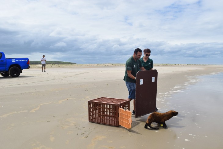 Projeto Pinpedes do Sul realiza soltura de lobo-marinho