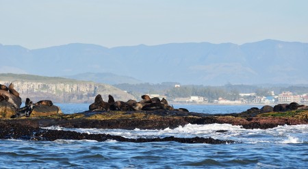 Refgio de Vida Silvestre da Ilha dos Lobos 