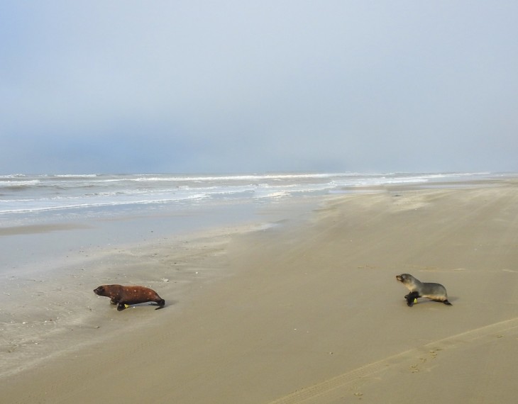 Projeto Pinpedes do Sul realiza soltura de dois lobos-marinhos reabilitados  