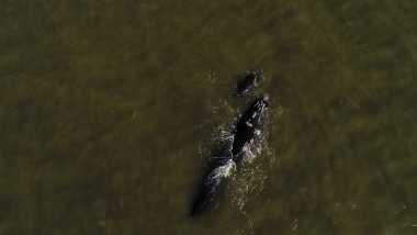 Baleias francas adulta e filhote são registradas no Balneário Cassino