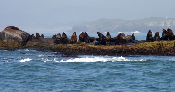 Ilha dos Lobos