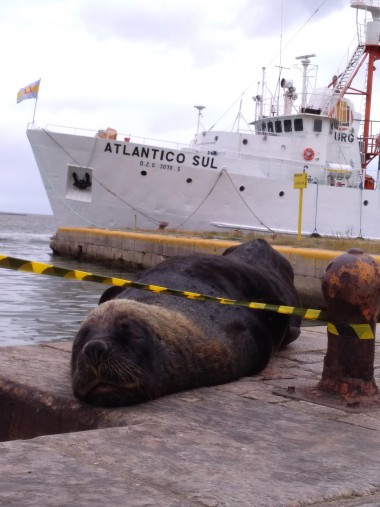 Lees-marinhos tm ocupado reas centrais de Rio Grande