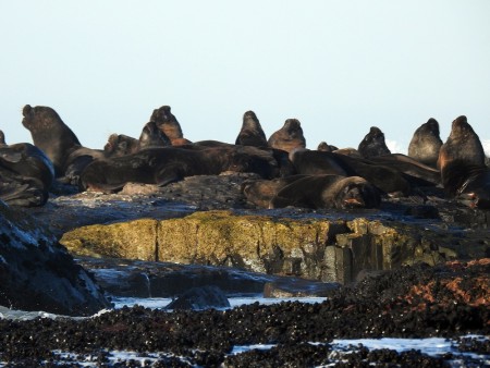 Refgio de Vida Silvestre da Ilha dos Lobos 