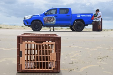 Projeto Pinpedes do Sul realiza soltura de lobo-marinho