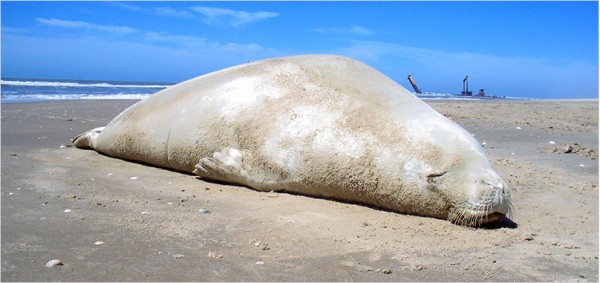 Foca caranguejeira