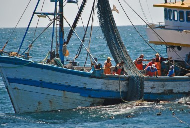 Projeto Pinpedes do Sul coleta dados sobre a interao da pesca com pinpedes em embarque