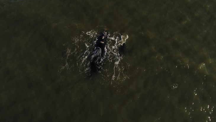 Baleias francas adulta e filhote so registradas no Balnerio Cassino