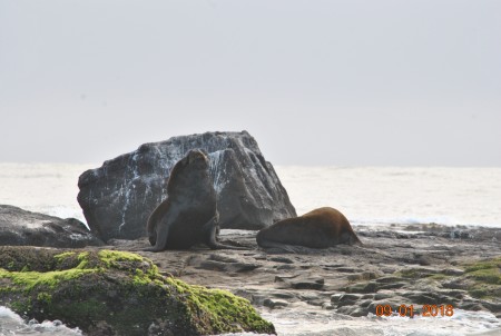 Refgio de Vida Silvestre da Ilha dos Lobos 