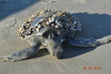 Projeto Pinpedes do Sul realiza monitoramento de praia na extenso Cassino-Chu 