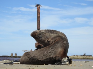 Quatorze projetos de biodiversidade marinha apresentam espcies ameaadas no Brasil