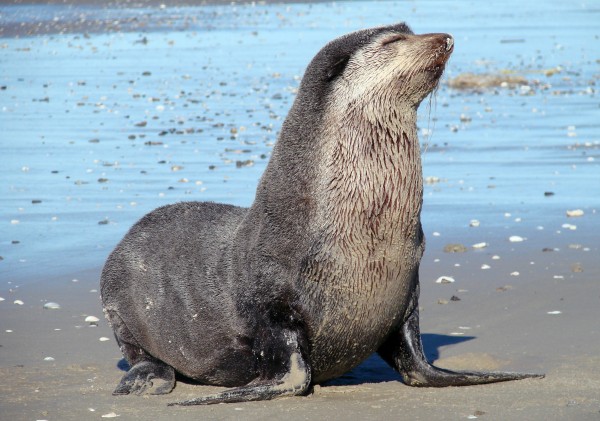 Lobo Marinho Subantrtico