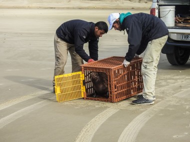 Projeto Pinpedes do Sul realiza soltura de dois lobos-marinhos reabilitados  